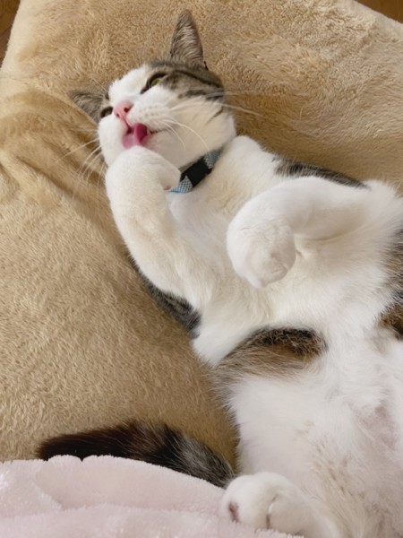猫 キジシロ マルクの写真
