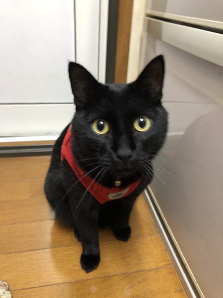 猫 黒猫 あめちゃんの写真
