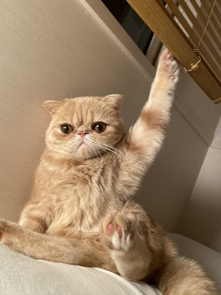 猫 エキゾチックショートヘア 喜介の写真