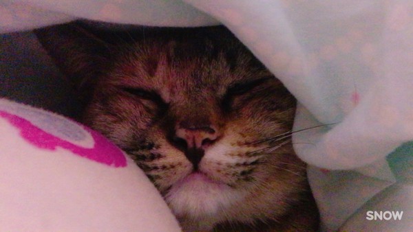 猫 キジトラ リオの写真