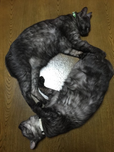 猫 雑種（ミックス） ムーちゃん&ヤンちゃんの写真