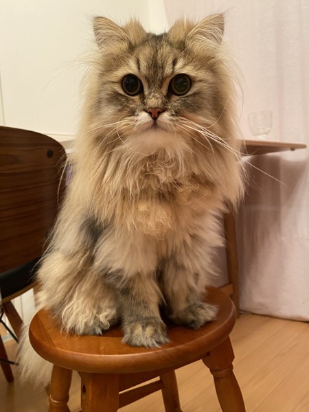 猫 チンチラペルシャ ふうちゃんの写真
