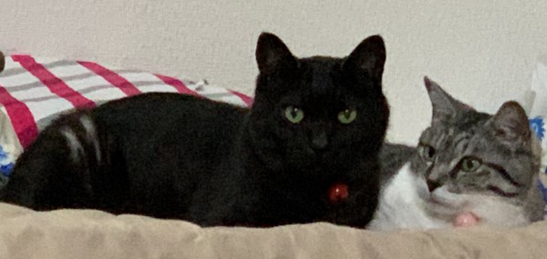 猫 黒猫 クロシマの写真