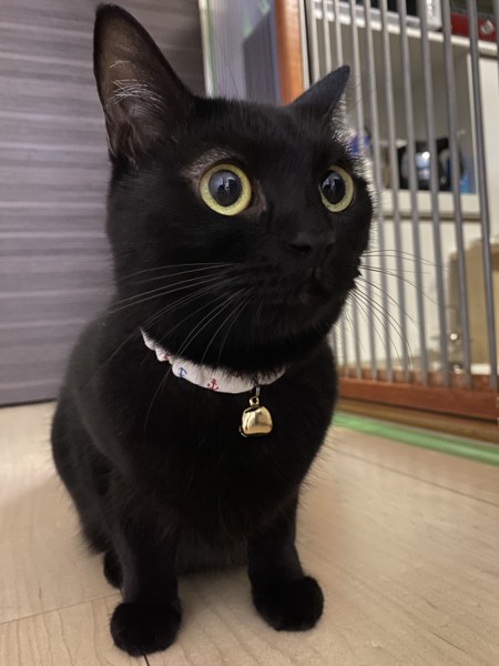 猫 マンチカン くーちゃんの写真