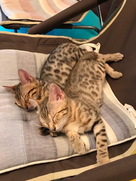 猫 ベンガル なつ&アキの写真