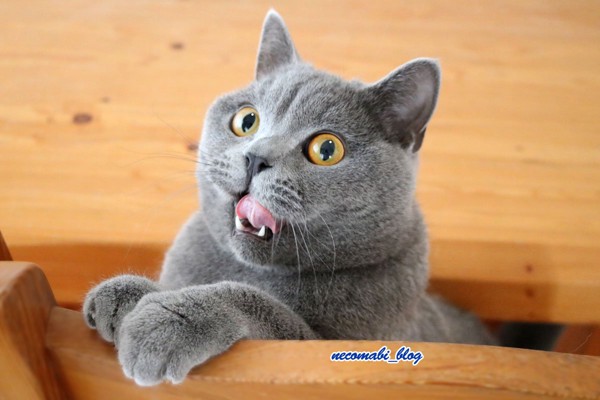 猫 ブリティッシュショートヘア コロ助の写真
