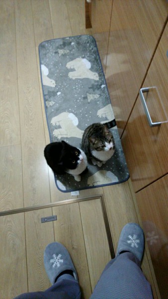 猫 サバトラ リンとレイラの写真