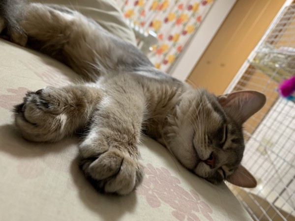 猫 ソマリ リズちゃんの写真