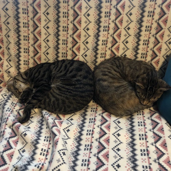 猫 キジトラ コタロー（左）リン（右）の写真