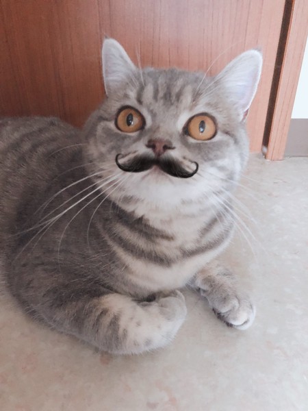 猫 ブリティッシュショートヘア うりの写真
