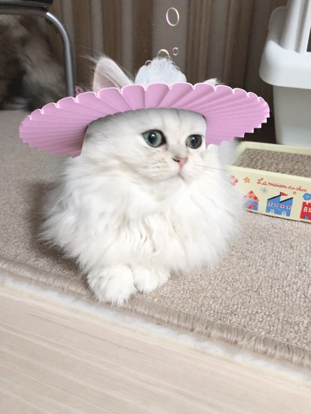 猫 チンチラペルシャ うりんちゃんの写真