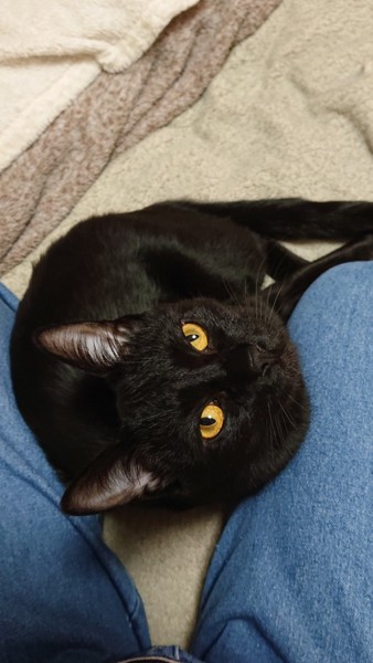 猫 黒猫 ムーの写真