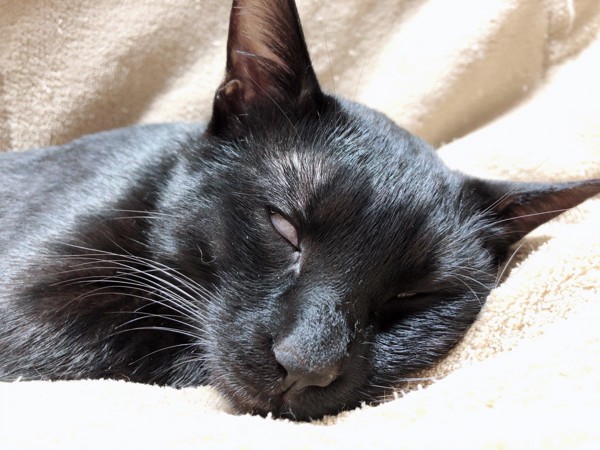 猫 黒猫 ネロの写真