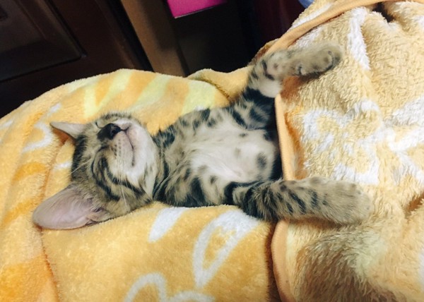 猫 ベンガル 蘭丸の写真