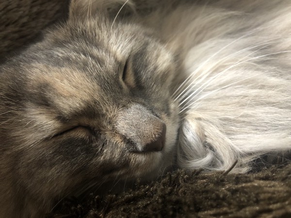 猫 ノルウェージャンフォレストキャット ライナの写真
