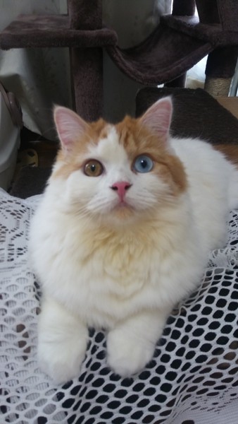 猫 マンチカン 華ちゃんの写真