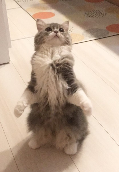 猫 ラガマフィン メルの写真