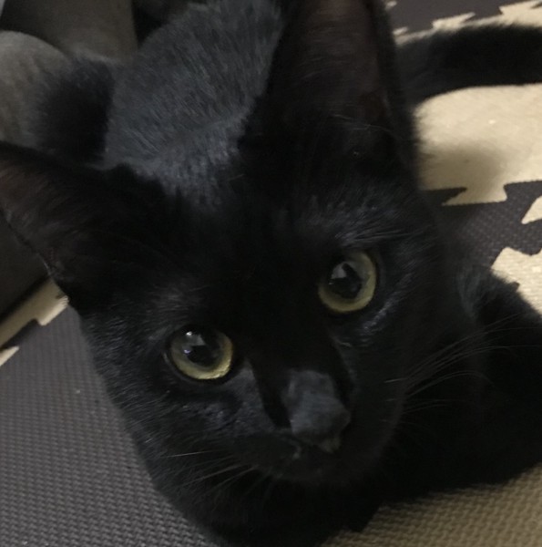 猫 黒猫 ユトの写真