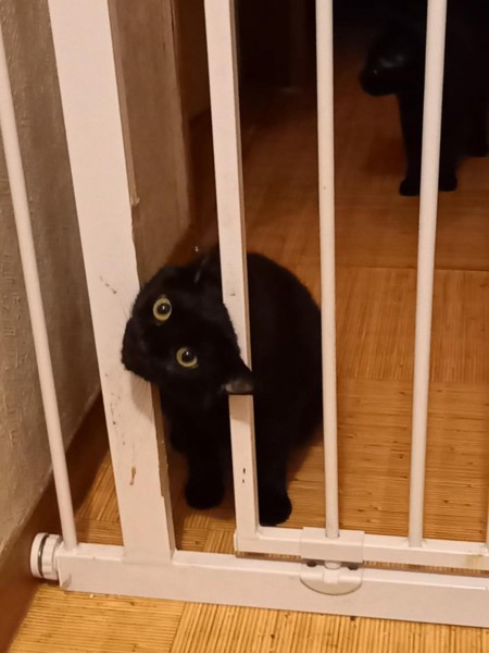猫 黒猫 青ちゃんの写真