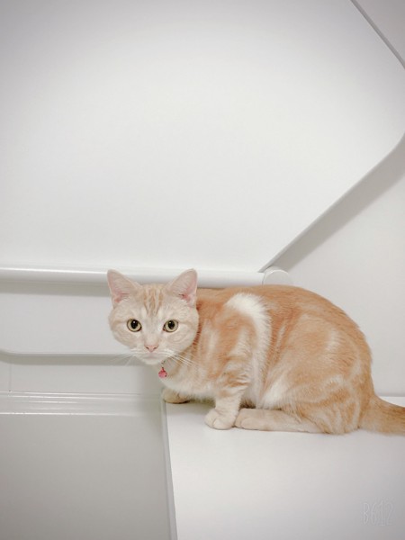 猫 アメリカンショートヘア mocaの写真