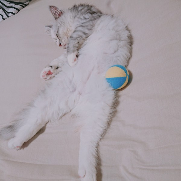 猫 サイベリアン ヤマトの写真
