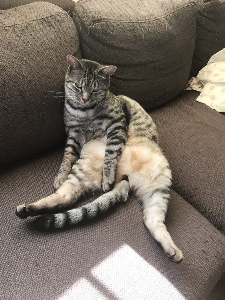 猫 サバトラ レオの写真