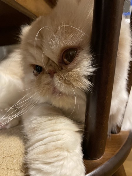 猫 エキゾチックロングヘア くむの写真