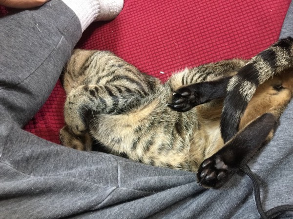 猫 キジトラ ハナコの写真