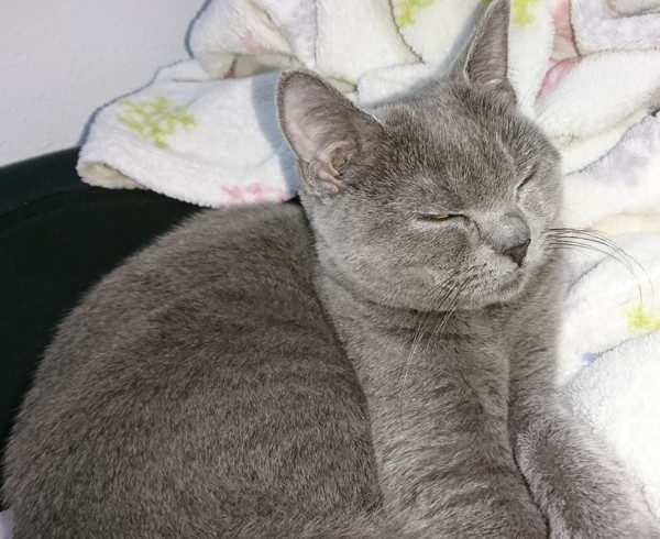 猫 ブリティッシュショートヘア リリーの写真