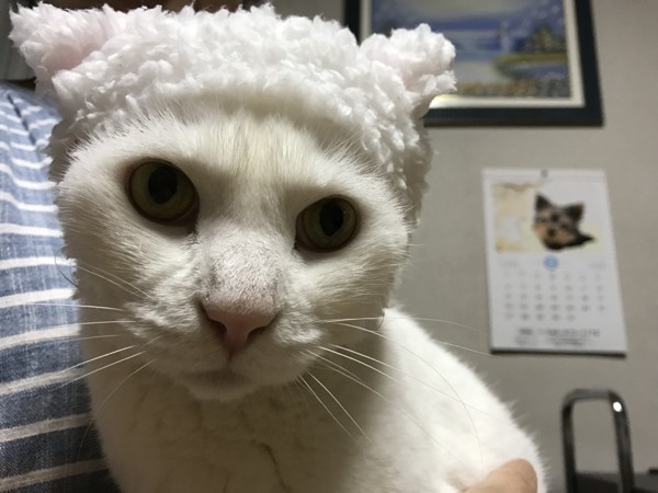 猫 白猫 ゆずの写真