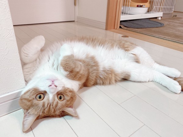 猫 スコティッシュストレート メープルの写真