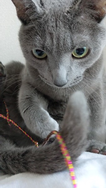 猫 ロシアンブルー ノアの写真