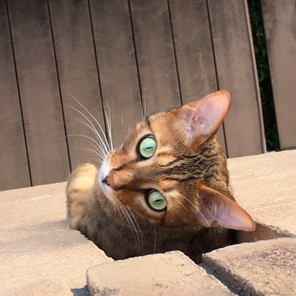 猫 ベンガル オリオン💫の写真