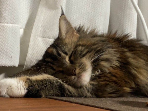 猫 メインクーン ティカの写真