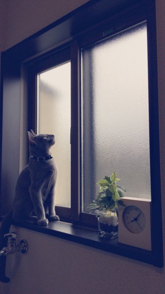 猫 ロシアンブルー りんの写真