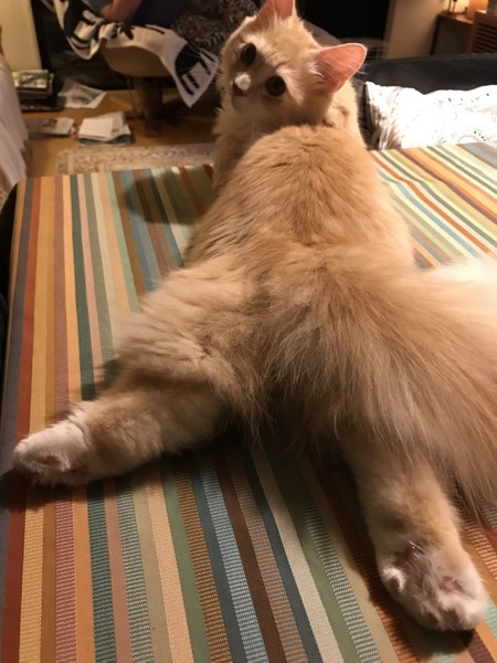 猫 マンチカン ジョジョの写真
