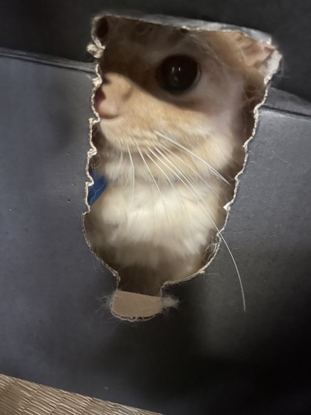猫 アメリカンボブテイル ゴローの写真