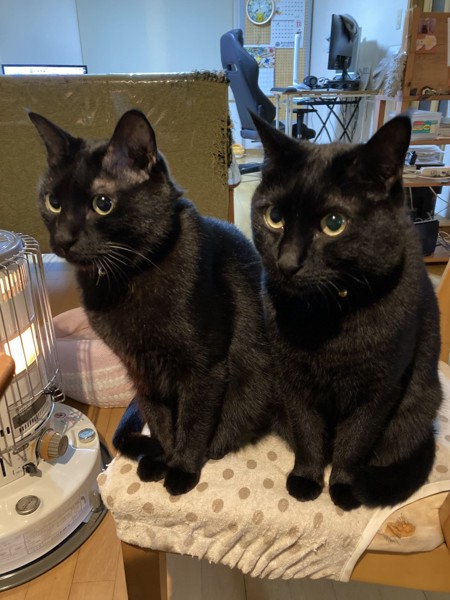 猫 黒猫 クロロとマイケルの写真