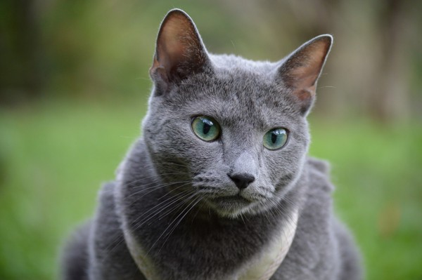 猫 ロシアンブルー ルナの写真