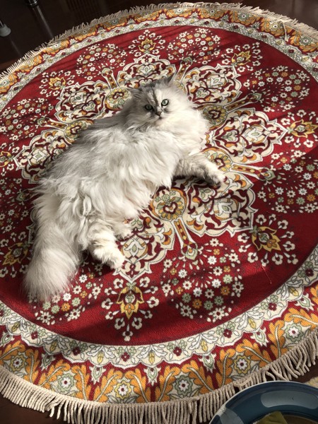 猫 チンチラペルシャ 小鈴の写真
