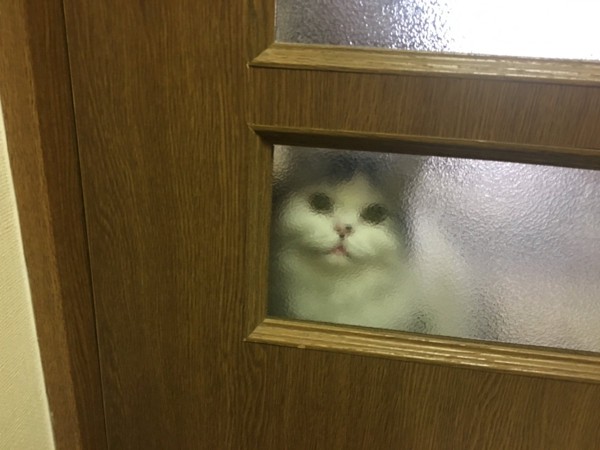 猫 スコティッシュフォールド 銀次郎の写真