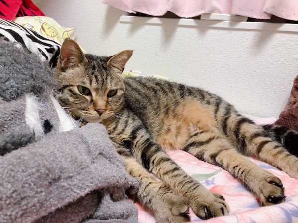 猫 キジトラ 凛丸の写真