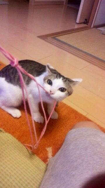 猫 キジシロ メイの写真