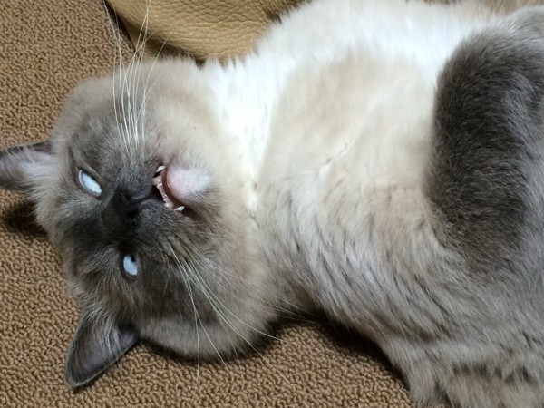 猫 ラグドール 蘭丸の写真