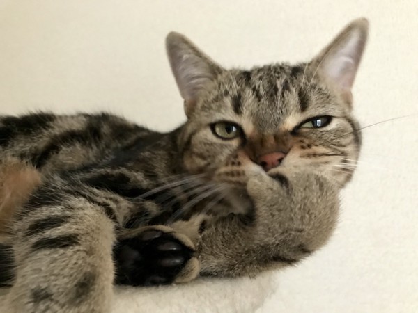 猫 アメリカンショートヘア しぐれちゃんの写真