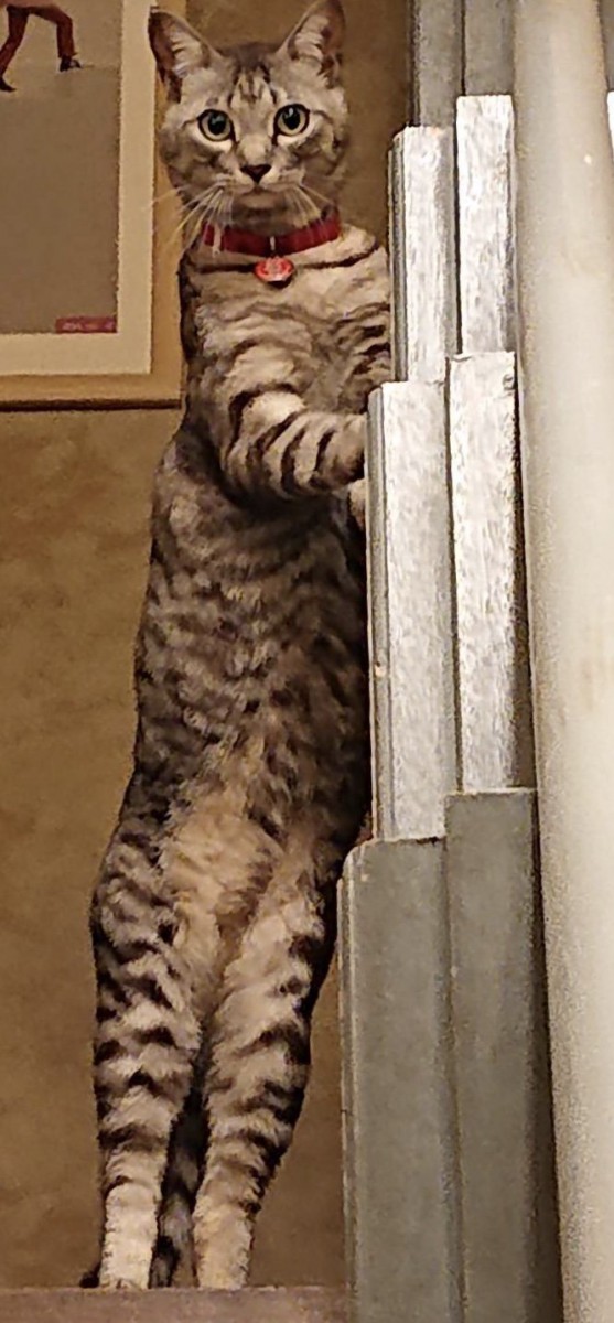 猫 サバトラ 姫太郎の写真