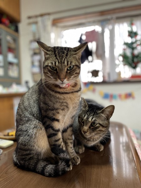 猫 キジトラ ジャイアンとクロちゃんの写真