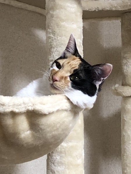 猫 三毛猫 ミコの写真