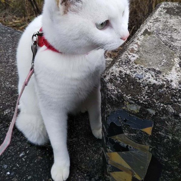 猫 白猫 マリアの写真
