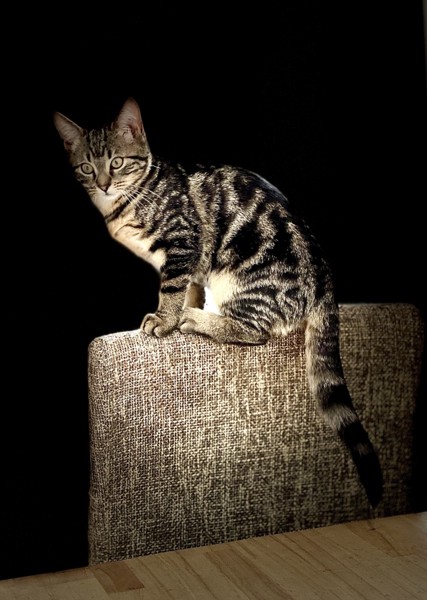 猫 アメリカンショートヘア ルナの写真